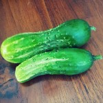 First cukes 2013